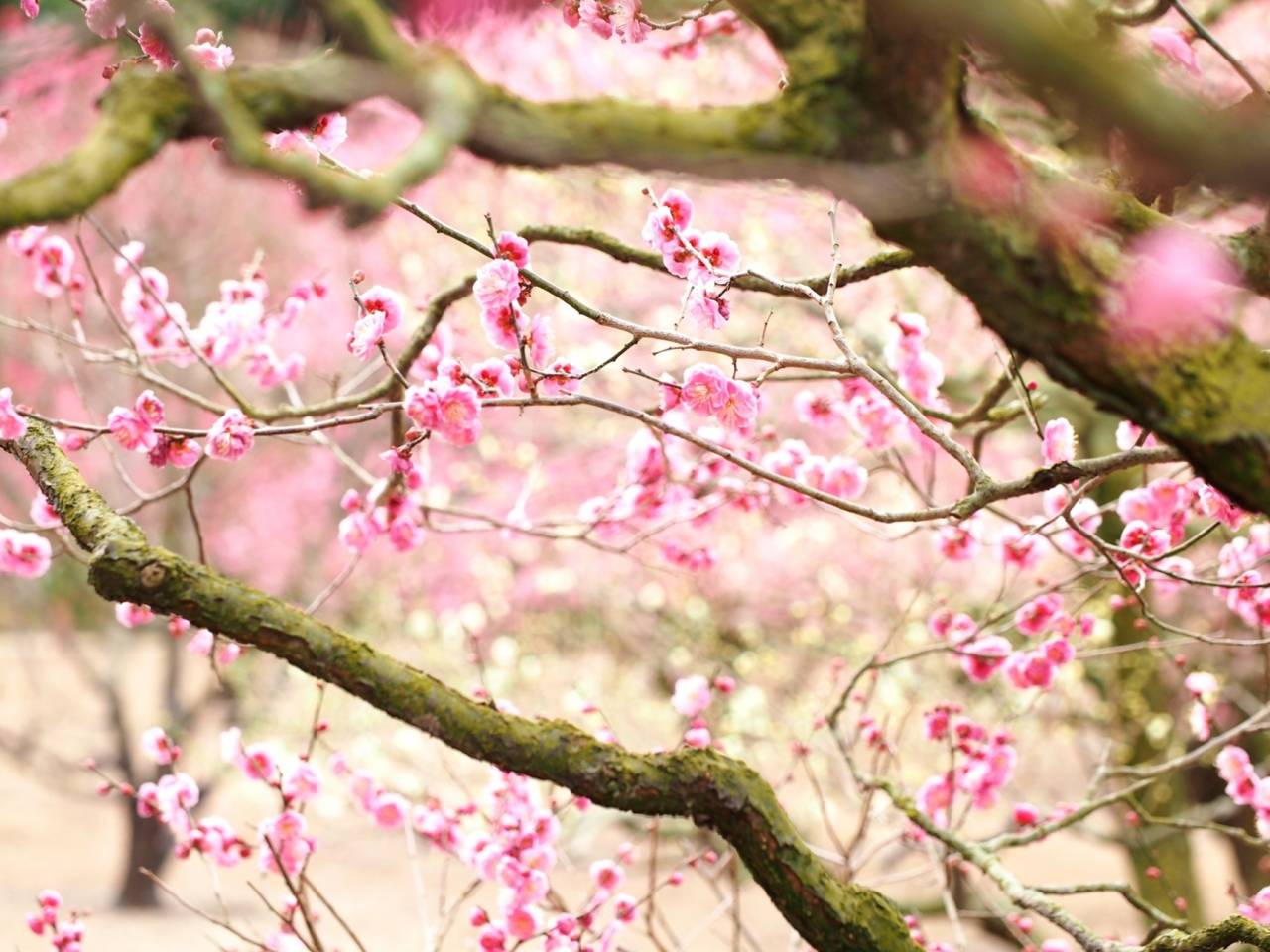 行政書士葛飾江戸川総合法務事務所